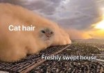 cat hair.jpg